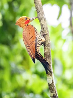 Plumage Prints: Adult ringed woodpecker, Celeus torquatus
