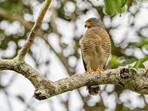 Avifauna Prints: Adult roadside hawk, Buteo magnirostris