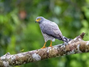 Raptor Prints: Adult roadside hawk, Buteo magnirostris