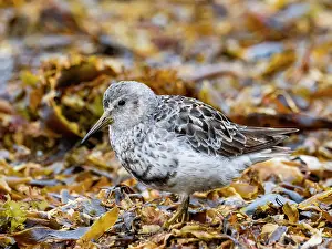 Beak Prints: Adult rock sandpiper forages among seaweed on Saint Mathew Island in Bering Sea
