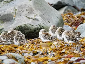 Alaska Prints: Adult rock sandpipers rest on rocky shore of Saint Mathew Island in Bering Sea