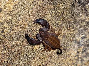 Invertebrates Prints: Adult rock scorpion crawls on rock surface in Isalo National Park Madagascar during daylight hours