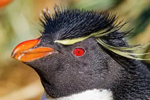 Hemisphere Prints: Adult rockhopper penguin (Eudyptes chrysocome chrysocome) at breeding and molting colony on New Island