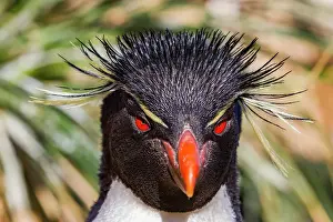 Hemisphere Prints: Adult rockhopper penguin (Eudyptes chrysocome chrysocome) at breeding and molting colony on New Island