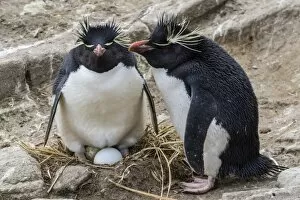 Nest Collection: Adult rockhopper penguins (Eudyptes chrysocome) at nesting site on New Island, Falkland Islands