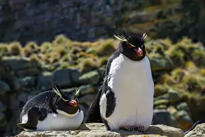 Mating Prints: Adult rockhopper penguins (Eudyptes chrysocome chrysocome) at breeding and molting colony on New Island