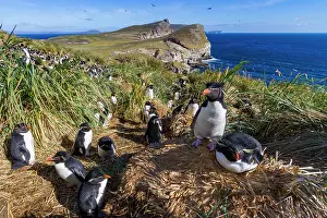 Hemisphere Prints: Adult rockhopper penguins (Eudyptes chrysocome chrysocome) at breeding and molting colony on New Island