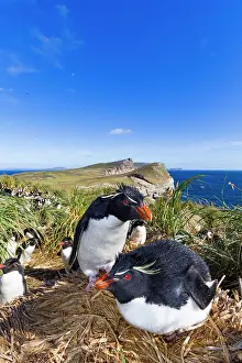 Hemisphere Prints: Adult rockhopper penguins (Eudyptes chrysocome chrysocome) at breeding and molting colony on New Island