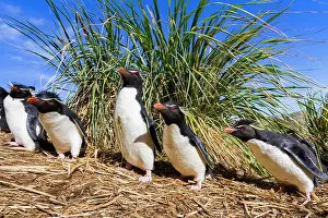 Molting Prints: Adult rockhopper penguins (Eudyptes chrysocome chrysocome) at breeding and molting colony on New Island