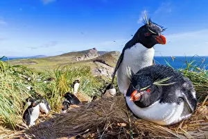 Colonies Prints: Adult rockhopper penguins (Eudyptes chrysocome chrysocome) at breeding and molting colony on New Island