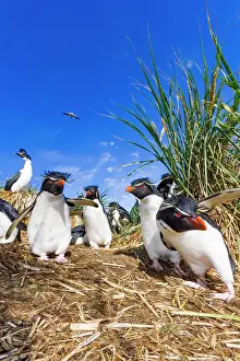 Chicks Prints: Adult rockhopper penguins (Eudyptes chrysocome chrysocome) at breeding and molting colony on New Island