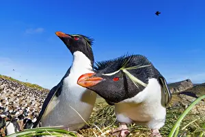 Rituals Prints: Adult rockhopper penguins (Eudyptes chrysocome chrysocome) at breeding and molting colony on New Island