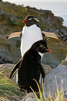 Colonies Prints: Adult rockhopper penguins (Eudyptes chrysocome chrysocome) at breeding and molting colony on New Island