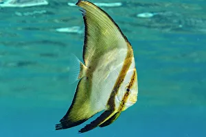 Bangka Island Prints: An adult round batfish (Platax orbicularis)