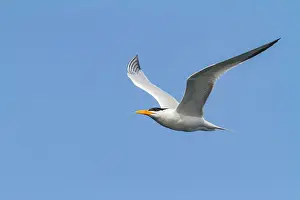 Nature Lovers Prints: Adult Royal Tern (Thalasseus maximus albididorsalis) in flight at breeding colony on Ile des Oiseaux