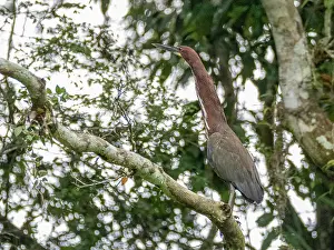 Beak Prints: Adult rufescent tiger heron, Tigrisoma lineatum