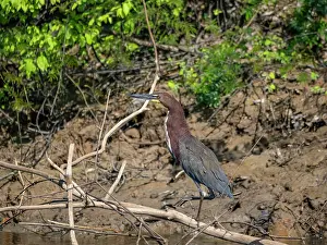 Lookout Prints: Adult rufescent tiger heron, Tigrisoma lineatum
