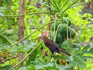 Perching Prints: Adult russet-backed oropendola