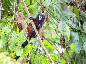 Peruvian Prints: Adult saddleback tamarin, Saguinus fuscicollis