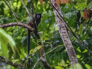 Skills Prints: Adult saddleback tamarin, Saguinus fuscicollis