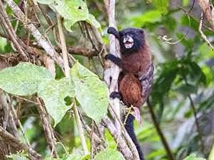 Skills Prints: Adult saddleback tamarin, Saguinus fuscicollis