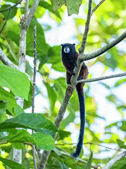 Adult saddleback tamarin, Saguinus fuscicollis, climbing in a tree within the Pacaya Samiria Preserve, Peru