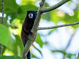 Loss Prints: Adult saddleback tamarin, Saguinus fuscicollis