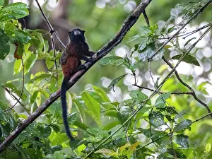 Amazon Prints: Adult saddleback tamarin, Saguinus fuscicollis