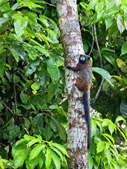 Enthusiasts Prints: Adult saddleback tamarin, Saguinus fuscicollis