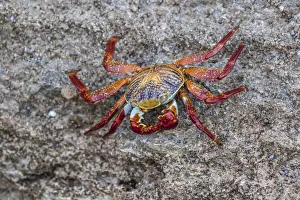 Crustacean Prints: Adult Sally Lightfoot crab (Grapsus grapsus) at low tide on Punta Colorado, Isla San Jose