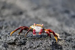 Adult Sally lightfoot crab (Grapsus grapsus) preparing to molt on Fernandina Island