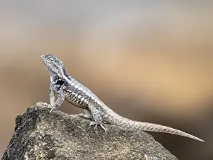 An adult San Cristobal lava lizard (Microlophus bivittatus)