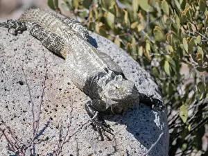 Rare Prints: Adult San Esteban spiny-tailed iguana (Ctenosaura conspicuosa)