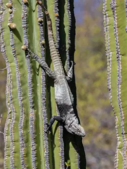 Bark Prints: Adult San Esteban spiny-tailed iguana (Ctenosaura conspicuosa)