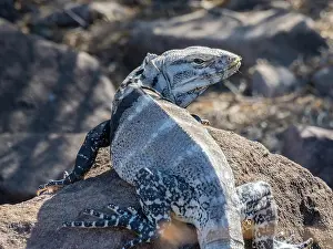 Outcrop Prints: Adult San Esteban spiny-tailed iguana (Ctenosaura conspicuosa)