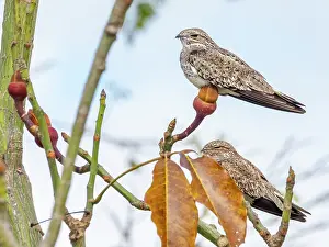 Beak Prints: Adult sand-colored nighthawk, Chordeiles rupestris