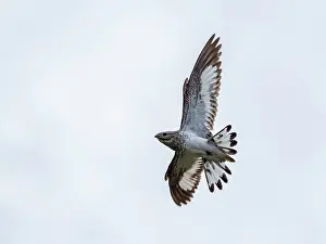 Plumage Prints: Adult sand-colored nighthawk, Chordeiles rupestris