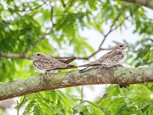 Avifauna Prints: Adult sand-colored nighthawks, Chordeiles rupestris