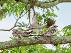Avifauna Prints: Adult sand-colored nighthawks, Chordeiles rupestris