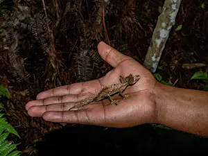 Reptile Prints: Adult satanic leaf-tailed gecko held by guide in Andasibe Madagascar during evening wildlife exploration