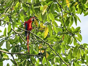 Stunning Prints: Adult scarlet macaw, Ara macao, perched in a tree within the Pacaya Samiria Preserve, Peru