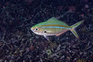Raja Ampat Prints: An adult scissor-tailed fusilier (Caesio caerulaurea)