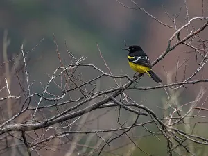 Texas Prints: An adult Scotts oriole (Icterus parisorum)