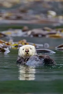 Oceanic Prints: Adult sea otter (Enhydra lutris kenyoni) in kelp bed in Inian Pass