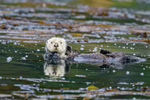 Awareness Prints: Adult sea otter (Enhydra lutris kenyoni) in kelp bed in Inian Pass