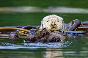 Southeastern Prints: Adult sea otter (Enhydra lutris kenyoni) in kelp bed in Inian Pass