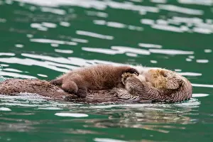 Cuddling Prints: Adult sea otter (Enhydra lutris kenyoni) mother and pup in Inian Pass