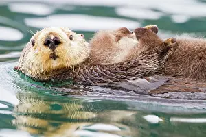 Southeast Prints: Adult sea otter (Enhydra lutris kenyoni) mother and pup in Inian Pass