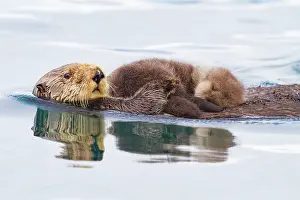 Parenting Prints: Adult sea otter (Enhydra lutris kenyoni) mother and pup in Inian Pass
