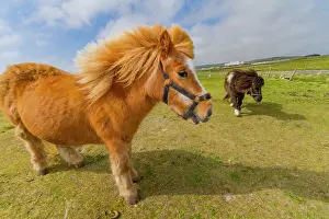 Horses Prints: Adult Shetland ponies (Equus ferus caballus) in the Shetland Isles